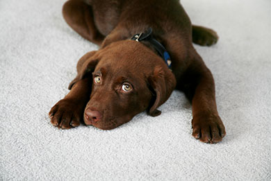 carpet cleaning to remove pet odours